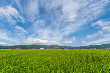 大野平野の稲作風景