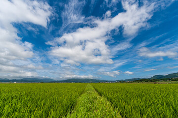 大野平野の稲作風景