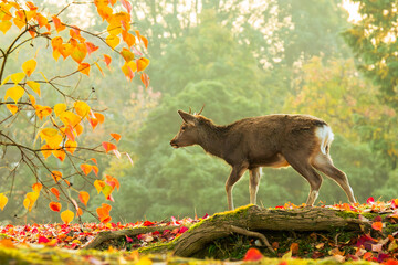 早朝の霧が深い秋の奈良公園、カラフルな紅葉とシカ