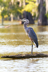 Great Blue Heron adrift