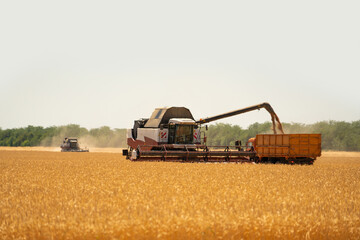 Fototapeta premium Combine harvester harvests wheat