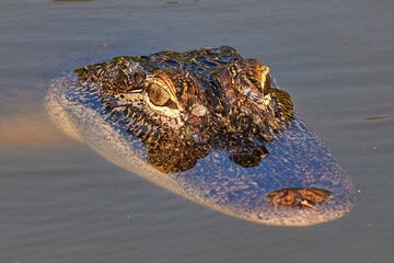 Morning closeup of alligator head in water