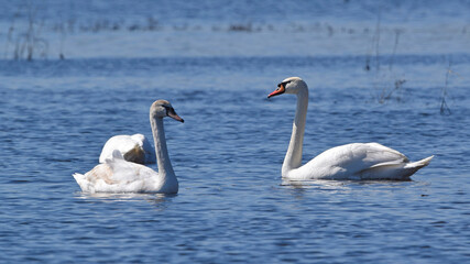 Swans on the river in spring.