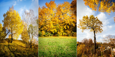 Collection with images of beautiful autumn trees