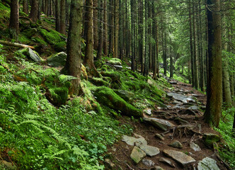 Hiking in the mountains. Beautiful stone pathway on a hiking track. Wild mountain forest with stones and fern plants.