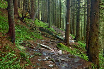 Trail in a dark pine forest on the slopes of the mountain. Carpathians, Ukraine, Europe. Beauty world.