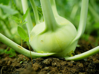 Kohlrabi bio harvest planting tuber root soil vegetable crop turnip German white closeup detail...