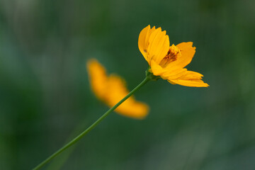 yellow flower