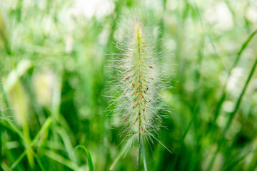 Feathertop, decorative grass for flower beds