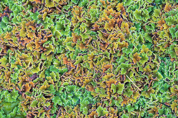 Top view picture of water droplets on mosquito fern (water velvet) after rainy. Azolla pinnata is an aquatic plant in Family Salviniaceae.