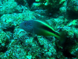 Fredckled hawkfish in the coral reef