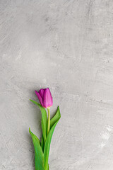 Fresh purple tulip on gray concrete background, vertical composition, copy space for text on top.