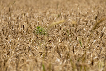 Golden wheat field and sunny day. Ears of golden wheat close up. Beautiful Nature Sunset Landscape