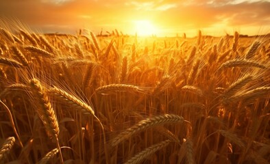 A field of wheat is growing at sunrise.jpg
