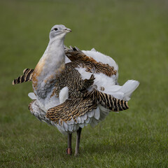 Great Bustard displaying
