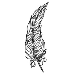 Bird feather hand drawn