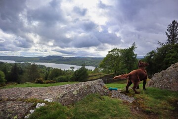 dog with view of lake windermere 