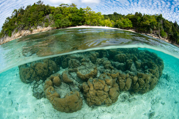 Corals and other invertebrates grow in the shallows near a tropical coastline in West Papua,...