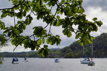 view of lake windermere and boats behind the leaves of a tree