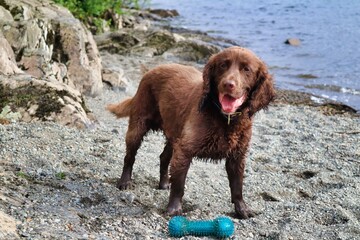dog ont he shore of a lake playing happy