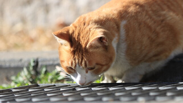 catcat concentrating