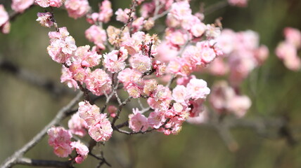 pink flowers, bloosom