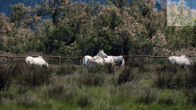 Caballos blancos pastando en la llanura de Aiguamolls del Ampurdam