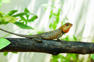 Whistling lizard (Calotes liolepis) on a stick