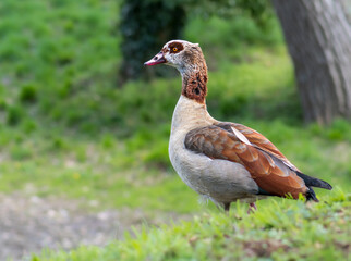 Egyptian goose in park
