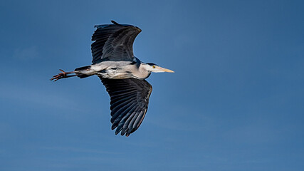 The Majestic Heron Contemplates Its Reflection