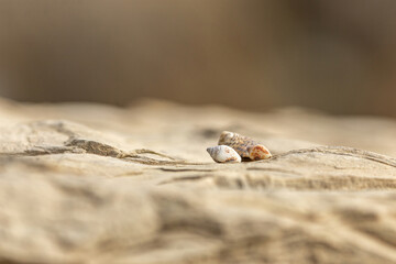 Minimalistic close-up portrait of tiny mussel shells on a rock at a beach