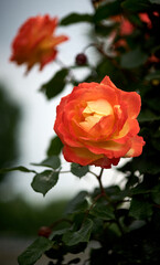 This is a beautiful Chinese rose taken after a rainy summer.