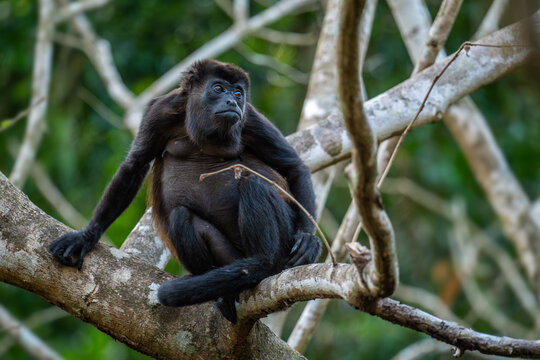 Mantled Howler Monkey - Alouatta palliata, beautiful noisy primate from Latin America forests and woodlands, Gamboa, Panama.