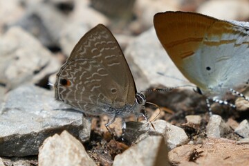 Wild butterflies at Kaeng Krachan National Park Phetchaburi Province, Thailand, taken on 3 May 2023.