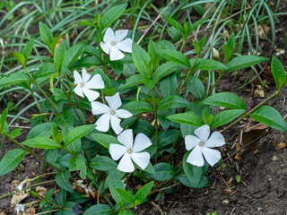Lesser white periwinkle Vinca minor alba with white flowers
