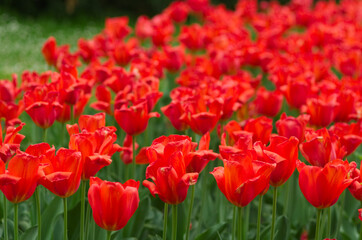 field of tulips, close up - 602065223