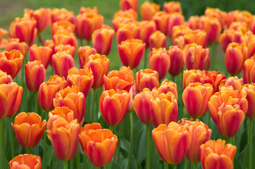 field of tulips, close up - 602065663