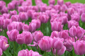 field of tulips, close up - 602066423