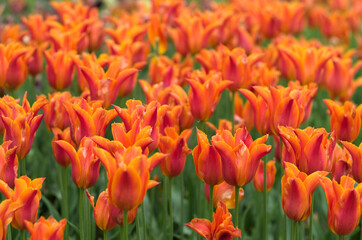 field of tulips, close up - 602066447