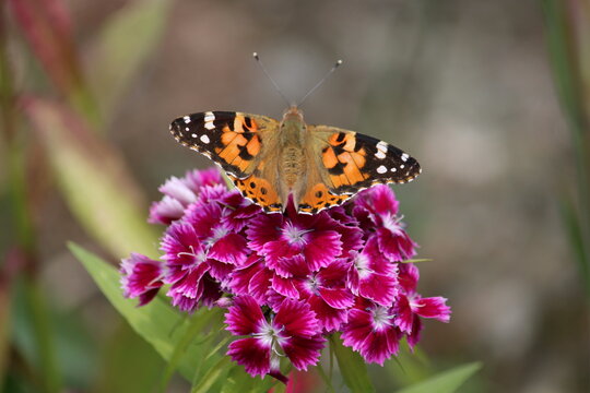 A butterfly (Painted Lady) on a bunch of china pink in the mountains of Kalimpong, India.
