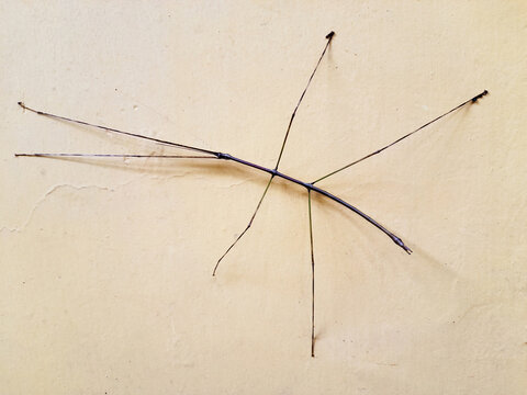 Stick insect. Stick-bug. Walking stick. Stick animals. Bug sticks (Family Phasmatidae)