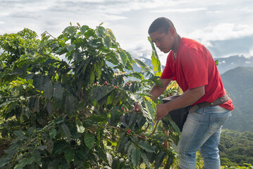 Coffee farmer harvesting in the colombian mountains
