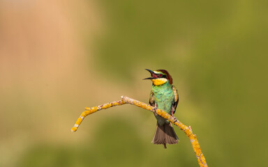The Rainbow Bee-eater is perched on a tree branch. The bird comes from a bird family called Meropidae and is found in Turkey.