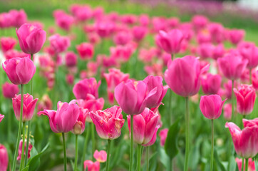 field of colorful tulips