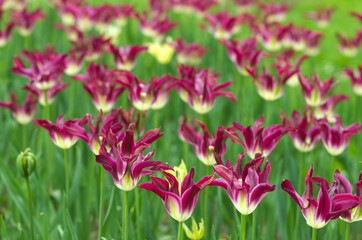field of colorful tulips - 602067634