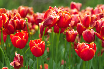 field of colorful tulips - 602067891
