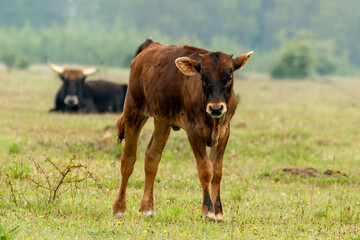 Naklejka na ściany i meble young taurus calf walks in the grass meadow in the Maashorst in Brabant, the Netherlands
