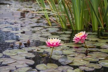 Blooming lotus in a pond