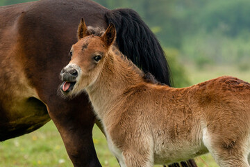 Wild exmoor pony opens its mouth in the Maashorst in Brabant, the Netherlands