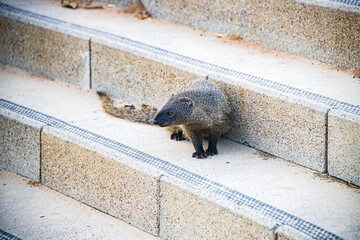 Mongooses living in the city limits